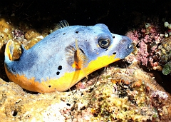 Raja Ampat 2016 - Arothron nigropunctatus - Blackspotted Puffer - Tetrodon jaune - IMG_4211_rc